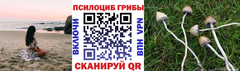Галлюциногенные грибы Psilocybe  Бокситогорск 